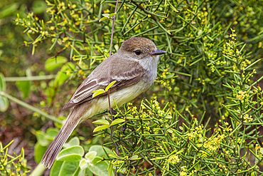 Adult Galapagos flycatcher (Large-billed flycatcher) (Myiarchus magnirostris) in the Galapagos Island Archipelago, UNESCO World Heritage Site, Ecuador, South America