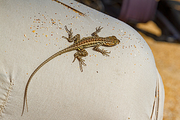 Lava lizard (Microlophus spp) in the Galapagos Island Archipelago, Ecuador. MORE INFO There are 7 different species of Microlophus within the Galapagos Island Archipelago, all have most likely evolved from a single ancestral species.