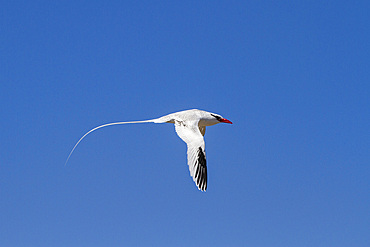 Adult red-billed tropicbird (Phaethon aethereus) in flight in the Galapagos Island Archipelago, UNESCO World Heritage Site, Ecuador, South America