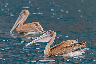 Juvenile Galapagos brown pelican (Pelecanus occidentalis urinator), smallest species of pelican worldwide, feeding in the Galapagos Island Archipelago, UNESCO World Heritage Site, Ecuador, South America