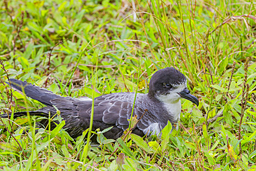 Adult Galapagos Petrel (Pterodroma phaeopygia) (Patapegada) nesting on the upslope grasslands of Santa Cruz Island in the Galapagos Island Archipelago, UNESCO World Heritage Site, Ecuador, South America