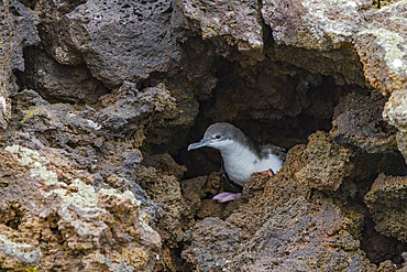 Galapagos shearwater (Puffinus subalaris) nesting in lava nook in the Galapagos Island Archipelago, Ecuador. MORE INFO Until recently this species was considered a sub-species of the Audubon's shearwater, but mtDNA proves it to be an endemic distinct spec