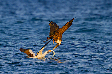 Adult Nazca booby (Sula grantii) feeding on halfbeak (and defending its catch against a frigatebird) in the Galapagos Island Archipelago, Ecuador. MORE INFO Nazca boobies are known for practicing obligate siblicide, where the first of two chicks will forc