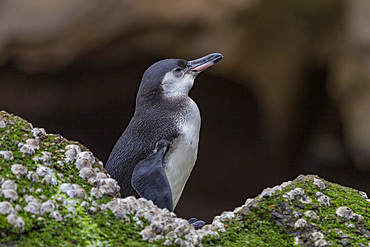 Galapagos penguin (Spheniscus mendiculus) hauled out on Isabela Island in the Galapagos Island Archipelago, UNESCO World Heritage Site, Ecuador, South America