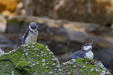 Galapagos penguin (Spheniscus mendiculus) hauled out on Isabela Island in the Galapagos Island Archipelago, Ecuador. MORE INFO This is the only species of penguin in the northern hemisphere and is endemic to the Galapagos Island archipelago, Ecuador only.