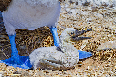 Blue-footed booby (Sula nebouxii) newly hatched chick in the Galapagos Island Archipelago, Ecuador. MORE INFO The name 'booby' came fro the Spanish for 'bobo' meaning stupid, in reference to the lack of fear exhibited in these birds here in the Galapagos.