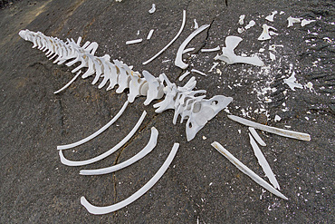 Baleen whale skeleton, most likely a young Bryde's whale, on lava flow in the Galapagos Island Archipelago, UNESCO World Heritage Site, Ecuador, South America