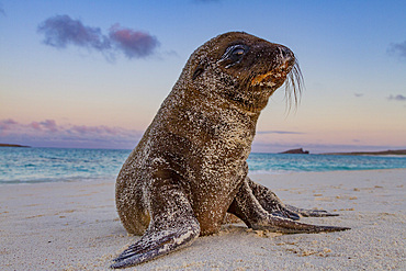 Galapagos sea lion (Zalophus wollebaeki) pup in the Galapagos Island Archipelago, UNESCO World Heritage Site, Ecuador, South America