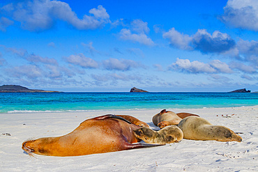 Galapagos sea lion (Zalophus wollebaeki) pup nursing in the Galapagos Island Archipelago, Ecuador. MORE INFO The population of this sea lion fluctuates between 20,000 and 50,000 individuals within the Galapagos, depending on food resources and events such