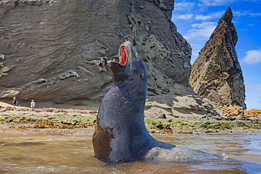 Galapagos sea lions (Zalophus wollebaeki) hauled out on the beach in the Galapagos Island Archipelago, Ecuador. MORE INFO The population of this sea lion fluctuates between 20,000 and 50,000 individuals within the Galapagos, depending on food resources an