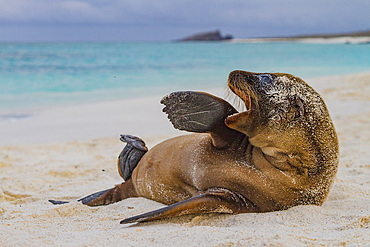 Galapagos sea lion (Zalophus wollebaeki) pup in the Galapagos Island Archipelago, Ecuador. MORE INFO The population of this sea lion fluctuates between 20,000 and 50,000 individuals within the Galapagos, depending on food resources and events such as El N