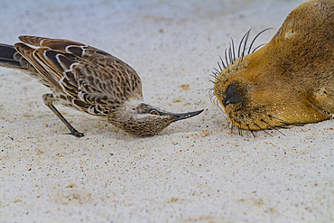 Galapagos sea lion (Zalophus wollebaeki) pup and curious bird, Galapagos Island Archipelago, UNESCO World Heritage Site, Ecuador, South America