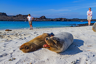 Galapagos sea lions (Zalophus wollebaeki) hauled out on the beach in the Galapagos Island Archipelago, Ecuador. MORE INFO The population of this sea lion fluctuates between 20,000 and 50,000 individuals within the Galapagos, depending on food resources an