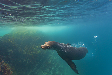 Galapagos sea lion (Zalophus wollebaeki) underwater in the Galapagos Island Archipelago, UNESCO World Heritage Site, Ecuador, South America