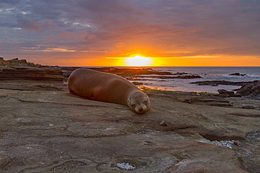 Galapagos sea lion (Zalophus wollebaeki) resting on lava at sunset in the Galapagos Island Archipelago, Ecuador. MORE INFO The population of this sea lion fluctuates between 20,000 and 50,000 individuals within the Galapagos, depending on food resources a