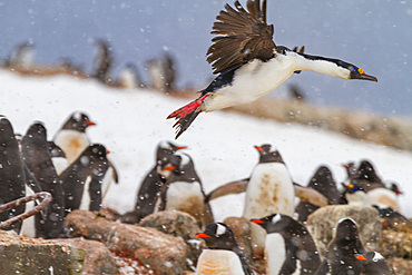 Antarctic shag (Phalacrocorax (atriceps) bransfieldensis) at nesting site amongst gentoo penguins at Jougla Point, Antarctica.