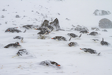 Gentoo penguins (Pygoscelis papua) nesting colony almost buried by snow during snow storm at Brown Bluff, Antarctica.