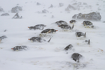 Gentoo penguins (Pygoscelis papua) nesting colony almost buried by snow during snow storm at Brown Bluff, Antarctica.