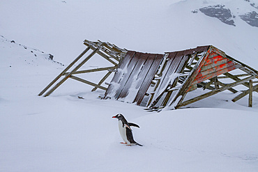 Gentoo penguin (Pygoscelis papua) hauled out in Port Foster, inside the caldera at Deception Island, Antarctica.