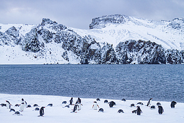 Gentoo penguins (Pygoscelis papua) hauled out in Port Foster, inside the caldera at Deception Island, Antarctica.