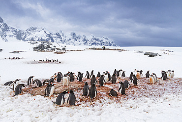 Gentoo penguin (Pygoscelis papua) nesting colony at Jougla Point on Wiencke Island, Antarctica, Southern Ocean, Polar Regions