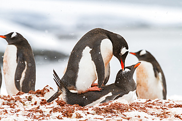 Gentoo penguin (Pygoscelis papua) mating behavior at Jougla Point on Wiencke Island, Antarctica, Southern Ocean, Polar Regions