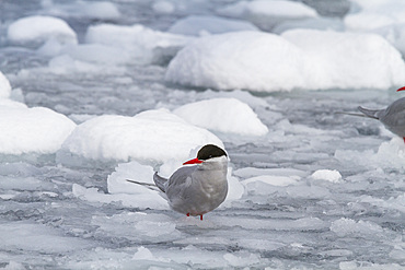 Antarctic tern (Sterna vittata) in brash ice near the Antarctic Peninsula, Antarctica, Southern Ocean, Polar Regions