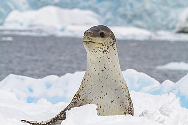 Adult female leopard seal (Hydrurga leptonyx) hauled out on an ice floe in Kayak Cove on Brabant Island, Antarctica, Polar Regions