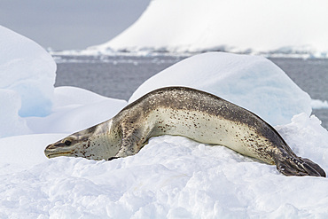 Adult female leopard seal (Hydrurga leptonyx) hauled out on an ice floe in Kayak Cove on Brabant Island, Antarctica.