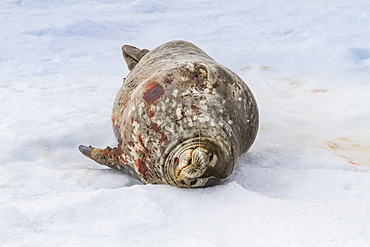 Adult bull Weddell seal (Leptonychotes weddellii) hauled out on ice near the Antarctic Peninsula, Antarctica.