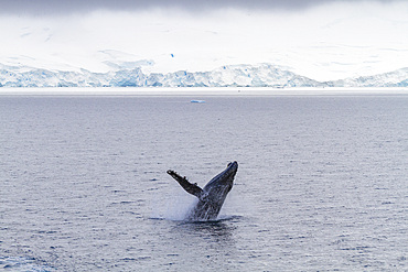 Juvenile humpback whale (Megaptera novaeangliae) breaching near the Antarctic Peninsula, Antarctica.