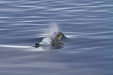 A small pod of Type B killer whales (Orcinus nanus) just outside Duse Bay in the Weddell Sea, Antarctica, Polar Regions