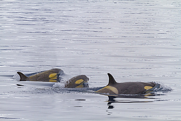 A small pod of Type B killer whales (Orcinus nanus) just outside Duse Bay in the Weddell Sea, Antarctica.