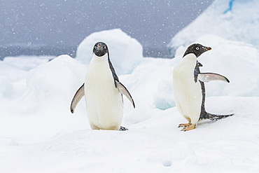 Adelie penguin (Pygoscelis adeliae) in snowstorm at Brown Bluff on the Antarctic Peninsula in the Weddell Sea, Antarctica, Polar Regions