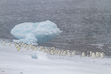 Adélie penguins (Pygoscelis adeliae) in snowstorm at Brown Bluff on the Antarctic Peninsula in the Weddell Sea, Antarctica.