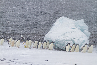 Adélie penguins (Pygoscelis adeliae) in snowstorm at Brown Bluff on the Antarctic Peninsula in the Weddell Sea, Antarctica.