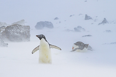 Adelie penguins (Pygoscelis adeliae) in snowstorm at Brown Bluff on the Antarctic Peninsula in the Weddell Sea, Antarctica, Polar Regions