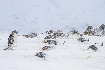 Adelie penguin (Pygoscelis adeliae) in snowstorm at Brown Bluff on the Antarctic Peninsula in the Weddell Sea, Antarctica, Polar Regions