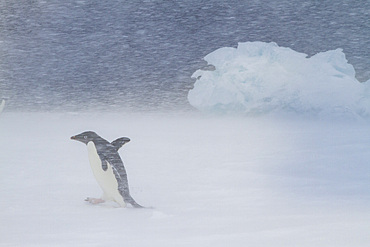 Adélie penguin (Pygoscelis adeliae) in snowstorm at Brown Bluff on the Antarctic Peninsula in the Weddell Sea, Antarctica.