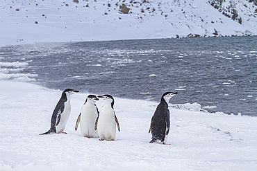 Chinstrap penguins (Pygoscelis antarctica) ashore at Useful Island, Antarctica, Polar Regions