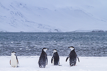 Chinstrap penguins (Pygoscelis antarctica) ashore at Useful Island, Antarctica, Polar Regions