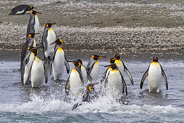 King penguin (Aptenodytes patagonicus) breeding and nesting colony on South Georgia Island, Southern Ocean. MORE INFO The king penguin is the second largest species of penguin at about 90 cm (3 ft) tall and weighing 11 to 16 kg (24 to 35 lb), second only