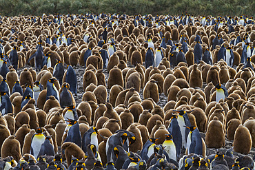 King penguins (Aptenodytes patagonicus) in downy plumage (okum boys) on South Georgia Island, Polar Regions