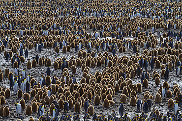 King penguins (Aptenodytes patagonicus) in downy plumage (often called 'okum boys') on South Georgia Island.