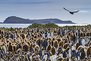 King penguins (Aptenodytes patagonicus) in downy plumage (often called 'okum boys') on South Georgia Island.