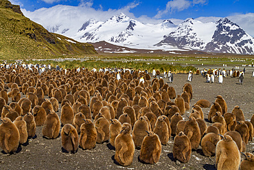 King penguins (Aptenodytes patagonicus) in downy plumage (often called 'okum boys') on South Georgia Island.