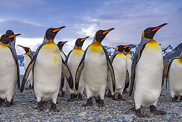 King penguin (Aptenodytes patagonicus) breeding and nesting colony on South Georgia Island, Southern Ocean.