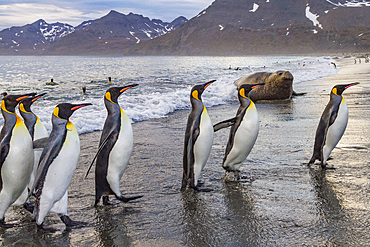 King penguin (Aptenodytes patagonicus) breeding and nesting colony on South Georgia Island, Southern Ocean.