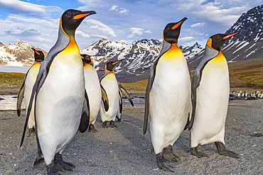 King penguin (Aptenodytes patagonicus) breeding and nesting colony on South Georgia Island, Southern Ocean.