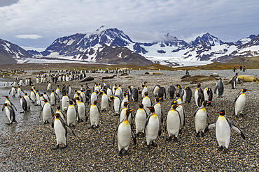 King penguin (Aptenodytes patagonicus) breeding and nesting colony on South Georgia Island, Southern Ocean.